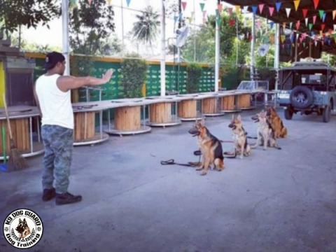 ฝึกสุนัขแก้ปัญหาพฤติกรรม ก้าวร้าว กระโดดใส่